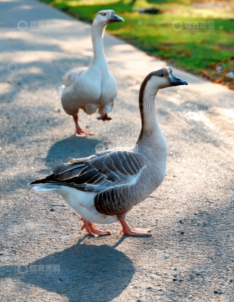 高清大图下载【趣麦麦图】道路上行走的两只鹅