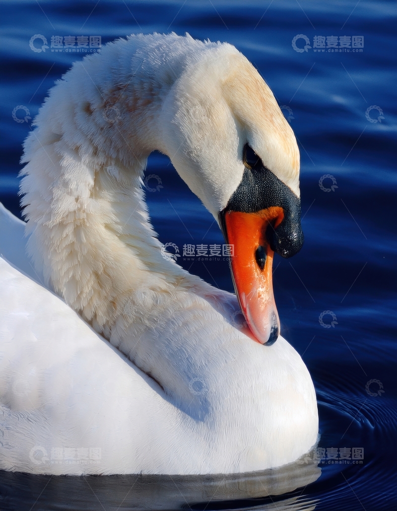 高清大图下载【趣麦麦图】蓝水中静栖的优雅天鹅