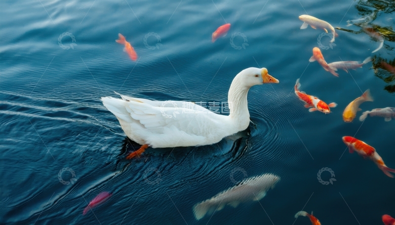 高清大图下载【趣麦麦图】白鹅与锦鲤同游的画面