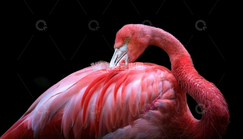 高清大图下载【趣麦麦图】火烈鸟低头梳理羽毛姿态