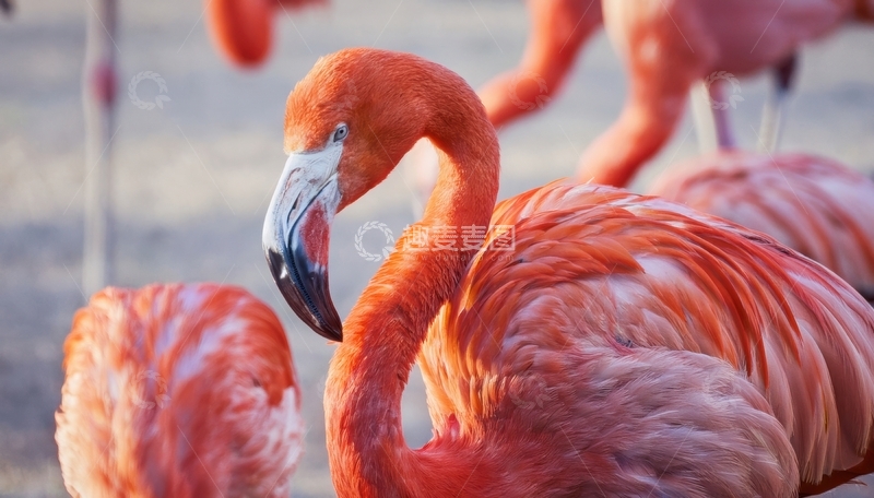 高清大图下载【趣麦麦图】火烈鸟水中优雅侧影