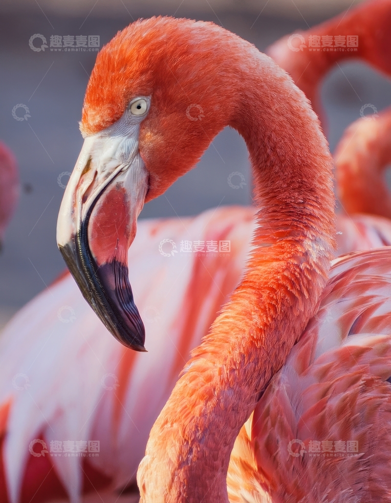 高清大图下载【趣麦麦图】火烈鸟侧面特写镜头