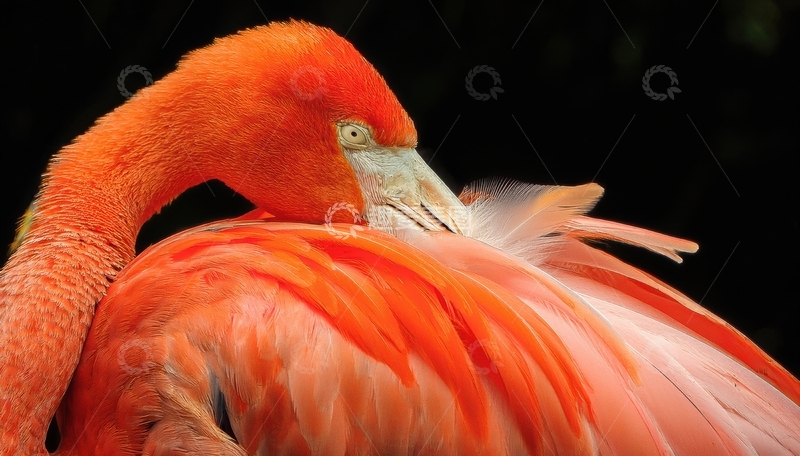高清大图下载【趣麦麦图】火烈鸟梳理羽毛姿态特写