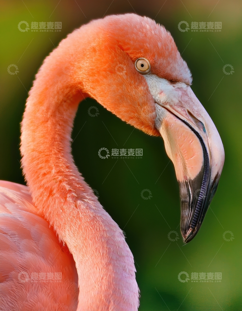 高清大图下载【趣麦麦图】火烈鸟颈部与喙特写