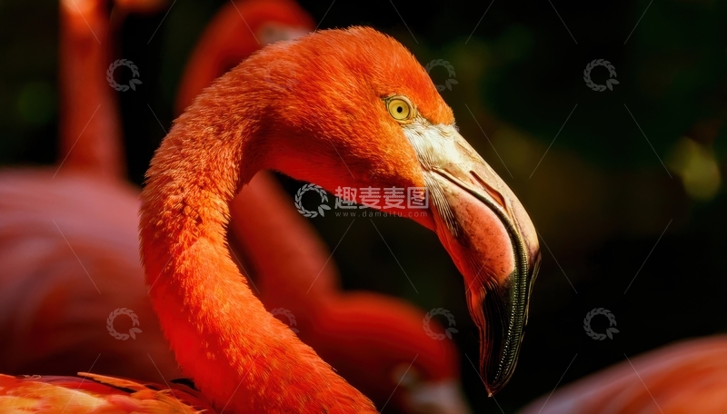 高清大图下载【趣麦麦图】火烈鸟头部近景姿态呈现