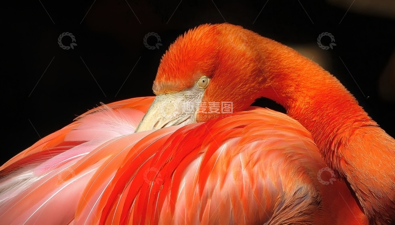 高清大图下载【趣麦麦图】火烈鸟低头休憩羽毛特写