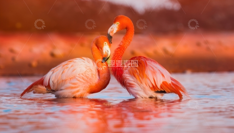 高清大图下载【趣麦麦图】两只火烈鸟水中亲昵姿态