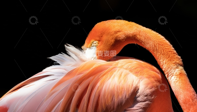 高清大图下载【趣麦麦图】火烈鸟低头梳理羽毛姿态1