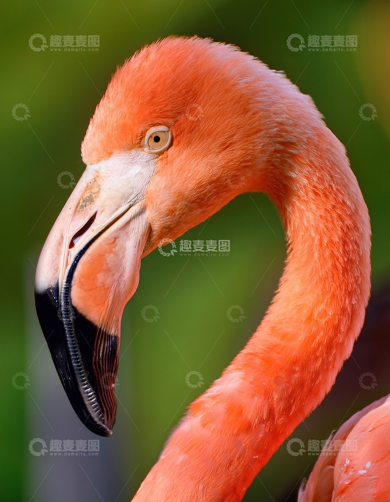 高清大图下载【趣麦麦图】火烈鸟优雅姿态特写