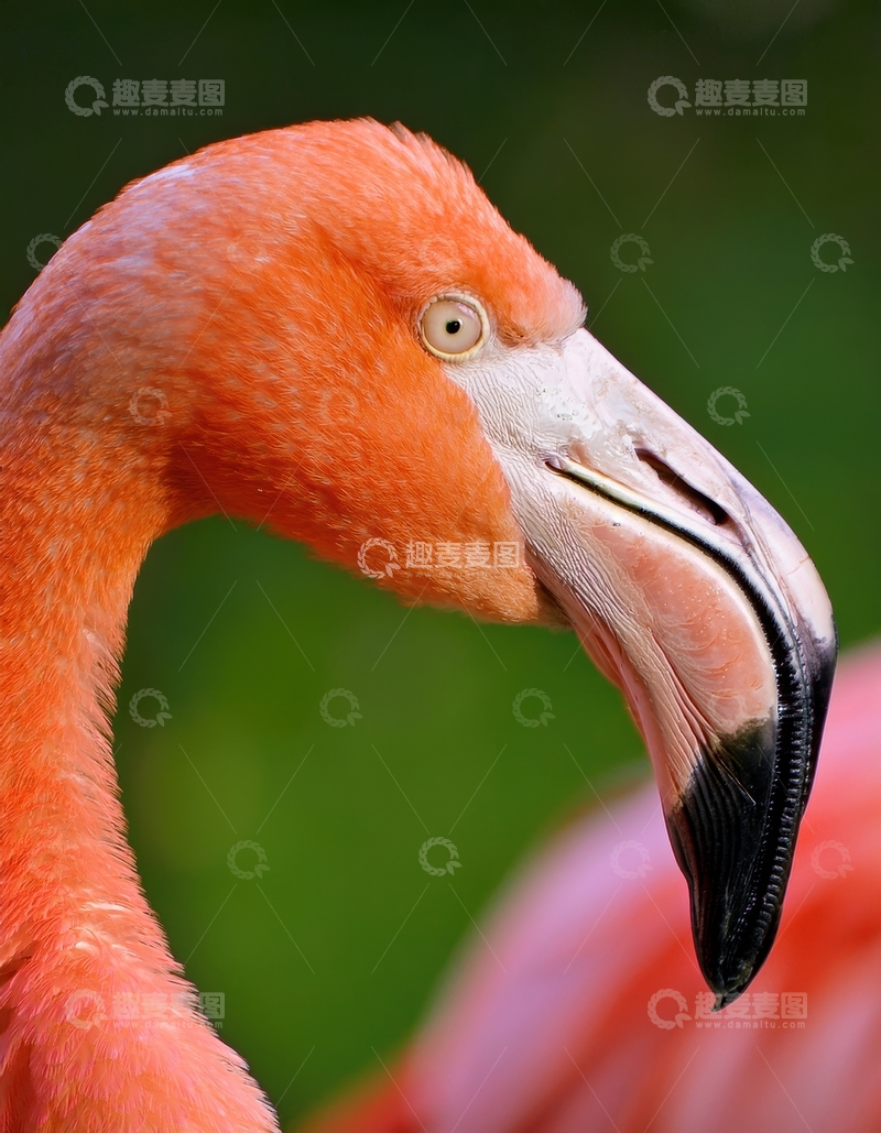 高清大图下载【趣麦麦图】火烈鸟头部侧面照