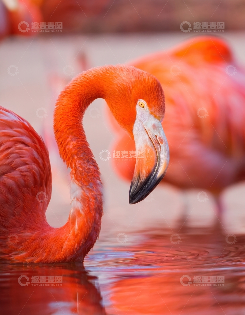 高清大图下载【趣麦麦图】火烈鸟水中低头姿态