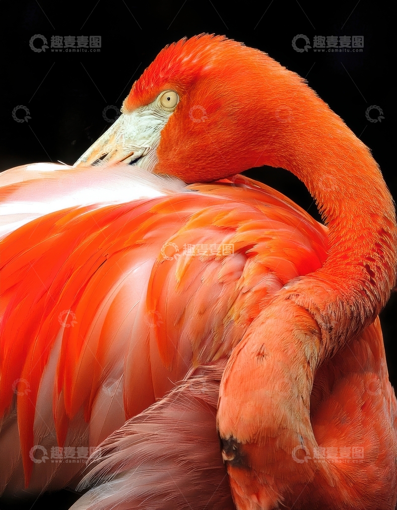 高清大图下载【趣麦麦图】火烈鸟优美身姿特写