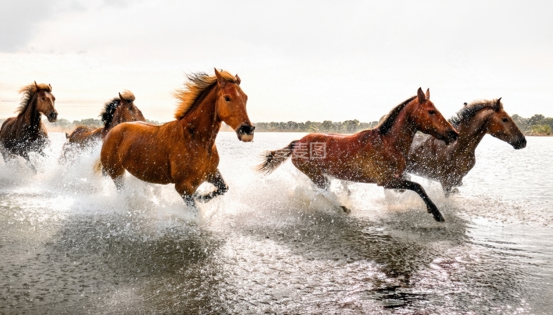 高清大图下载【趣麦麦图】群马在水中奔腾的壮丽景象