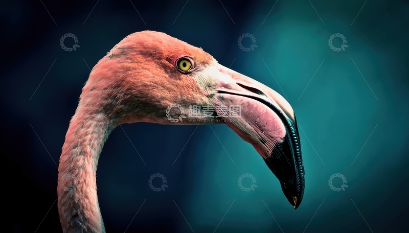 高清大图下载【趣麦麦图】火烈鸟头部侧面特写镜头