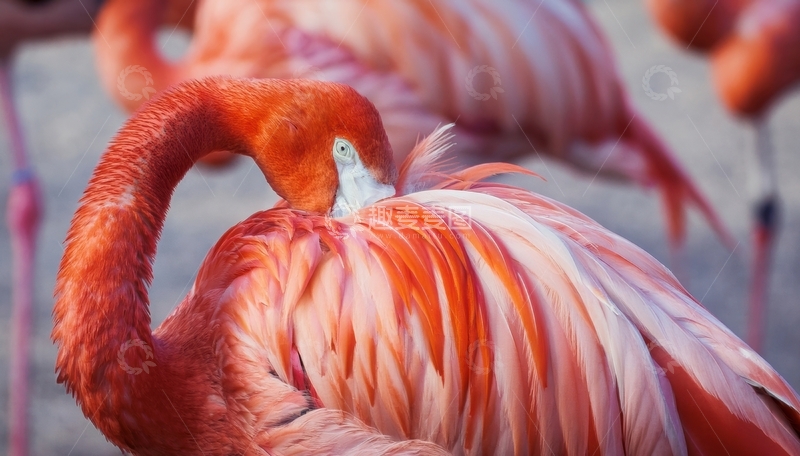 高清大图下载【趣麦麦图】火烈鸟低头打理羽毛瞬间