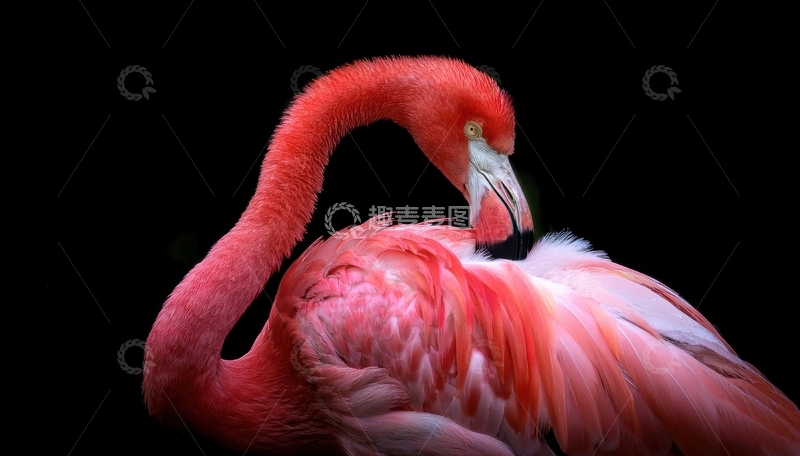 高清大图下载【趣麦麦图】火烈鸟低头打理羽毛瞬间1