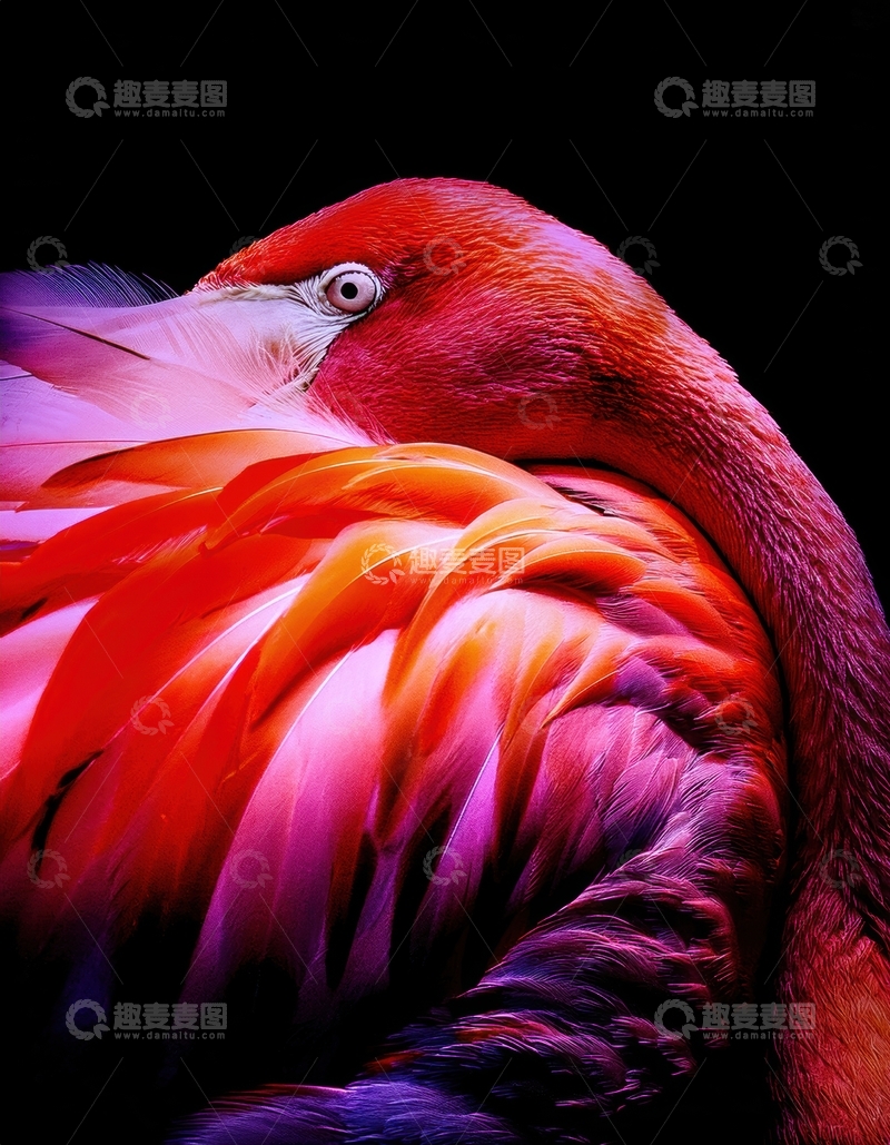 高清大图下载【趣麦麦图】色彩艳丽火烈鸟特写