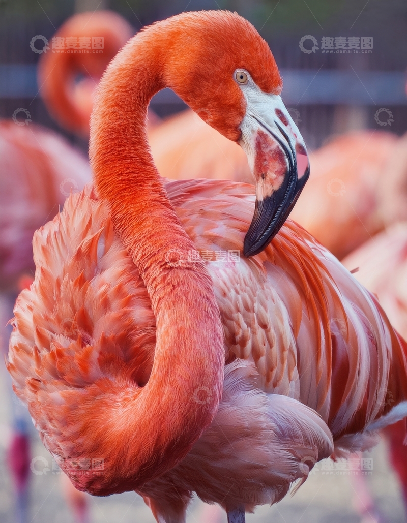 高清大图下载【趣麦麦图】火烈鸟整理羽毛瞬间