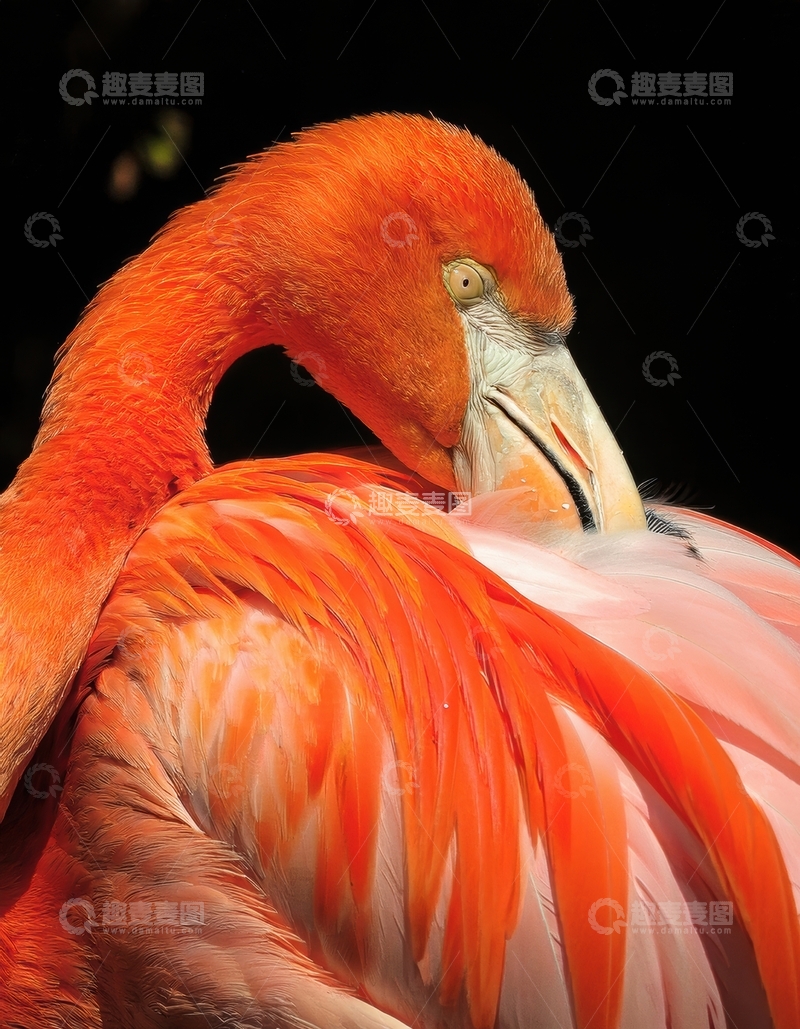 高清大图下载【趣麦麦图】火烈鸟梳理羽毛瞬间