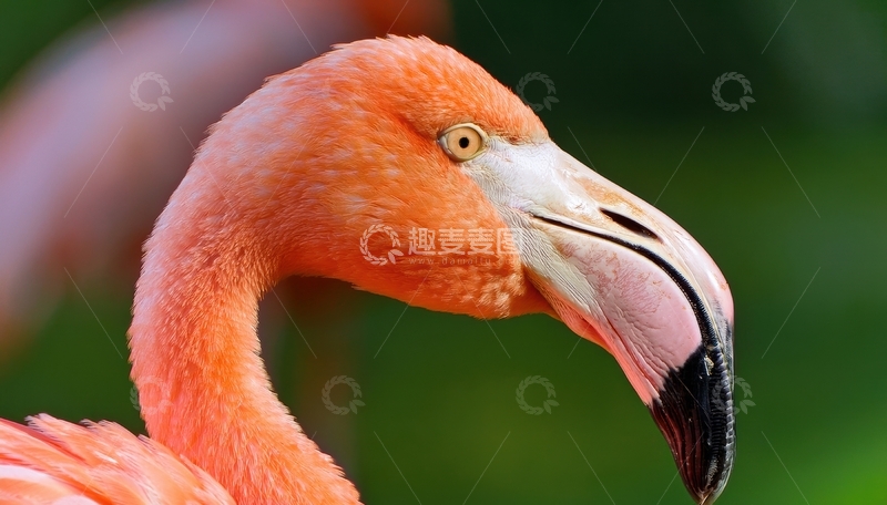 高清大图下载【趣麦麦图】火烈鸟侧面颈部特写画面