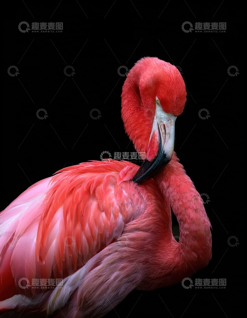 高清大图下载【趣麦麦图】火烈鸟低头姿态特写