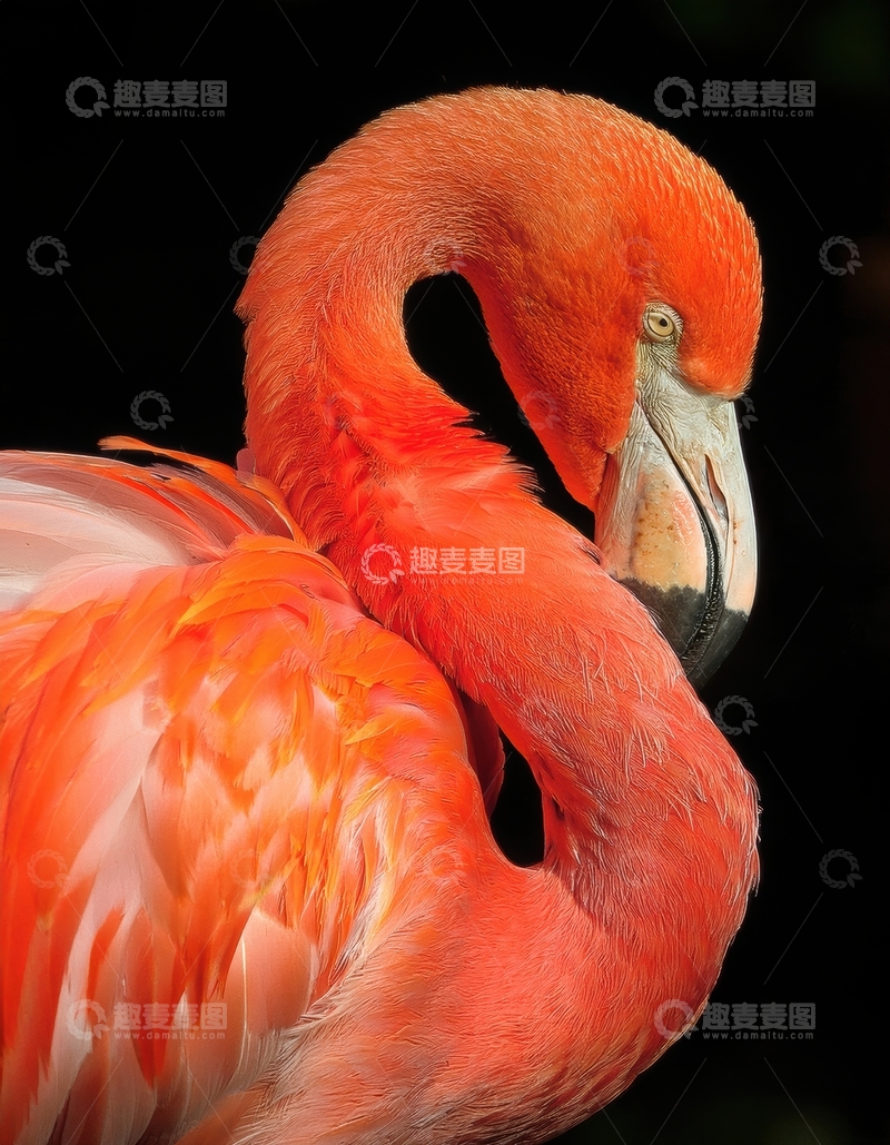 高清大图下载【趣麦麦图】火烈鸟低头姿态特写1