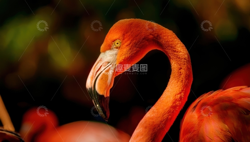 高清大图下载【趣麦麦图】火烈鸟头部侧面特写影像