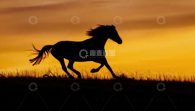 高清大图下载【趣麦麦图】夕阳下奔腾的骏马剪影