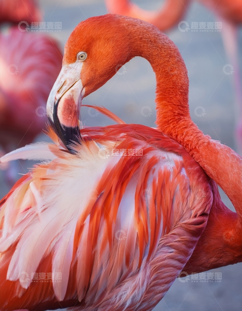 高清大图下载【趣麦麦图】火烈鸟梳理羽毛特写