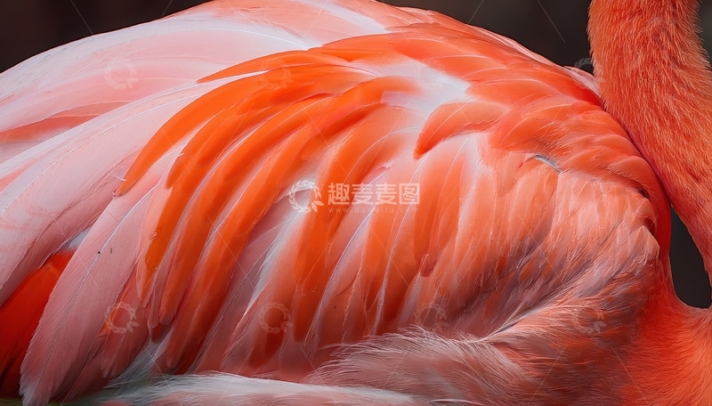 高清大图下载【趣麦麦图】火烈鸟背部羽毛纹理特写