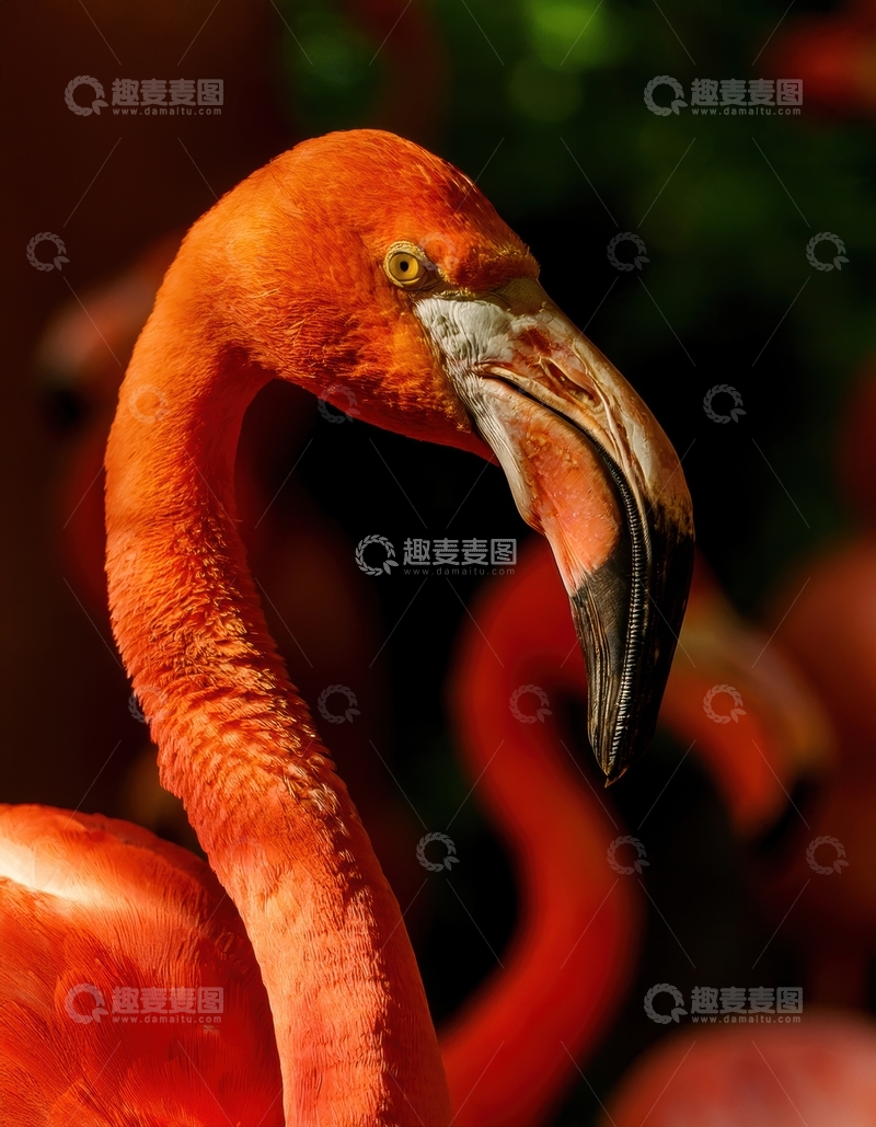 高清大图下载【趣麦麦图】火烈鸟侧面特写