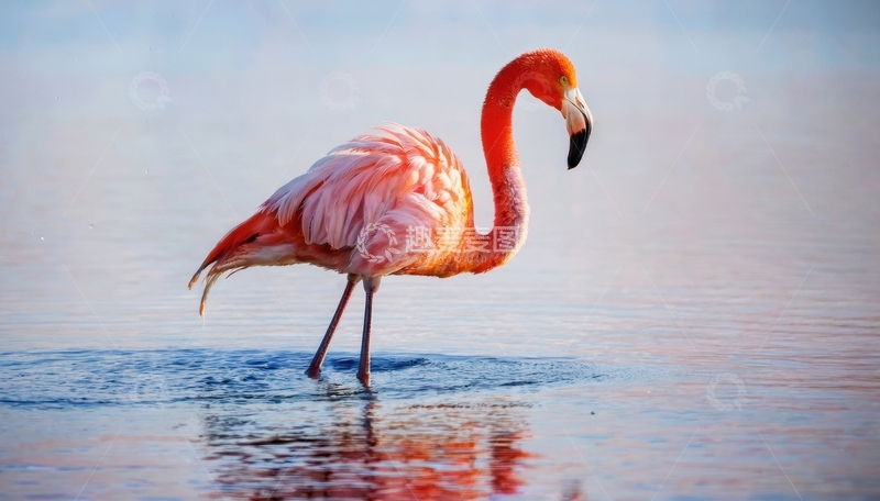 高清大图下载【趣麦麦图】单只火烈鸟水中站立姿态