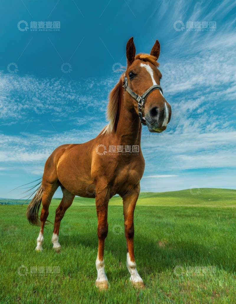 高清大图下载【趣麦麦图】蓝天白云下站立的棕马