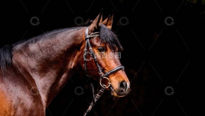 高清大图下载【趣麦麦图】暗背景下的棕马特写