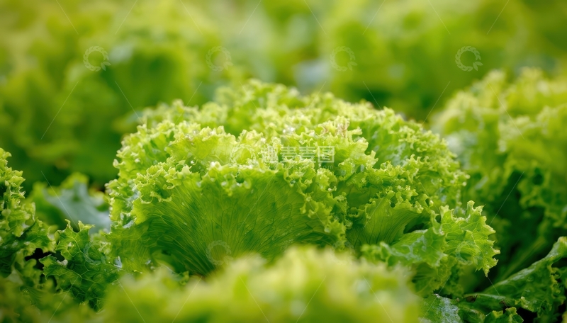 高清大图下载【趣麦麦图】生菜田中的绿色生菜