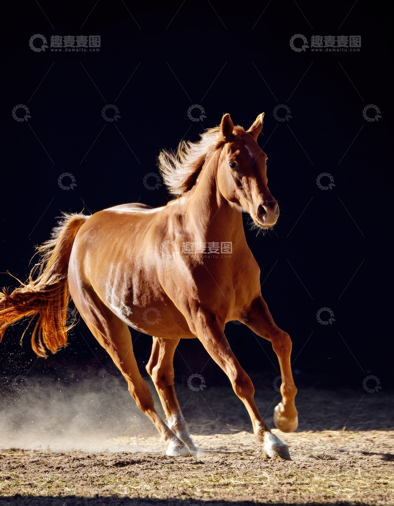 高清大图下载【趣麦麦图】暗光下奔腾的棕马