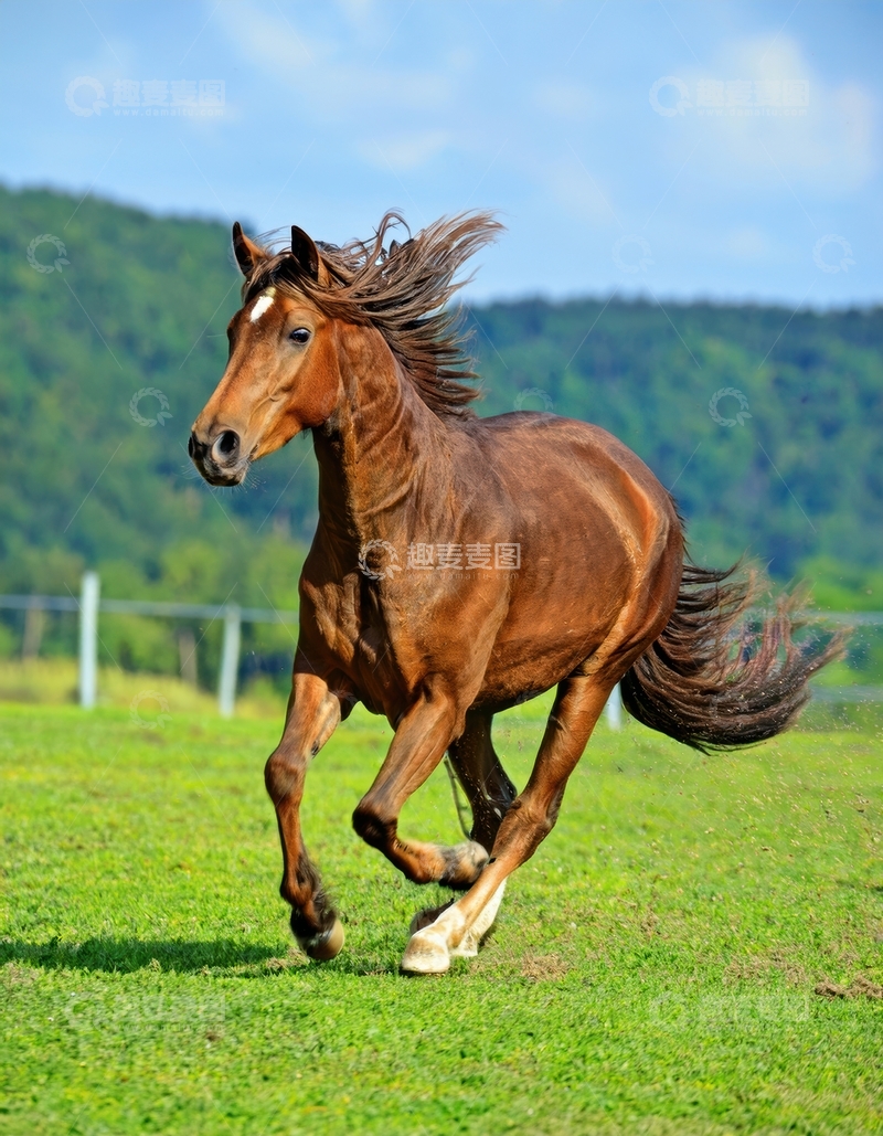 高清大图下载【趣麦麦图】原野上奔腾的棕马英姿