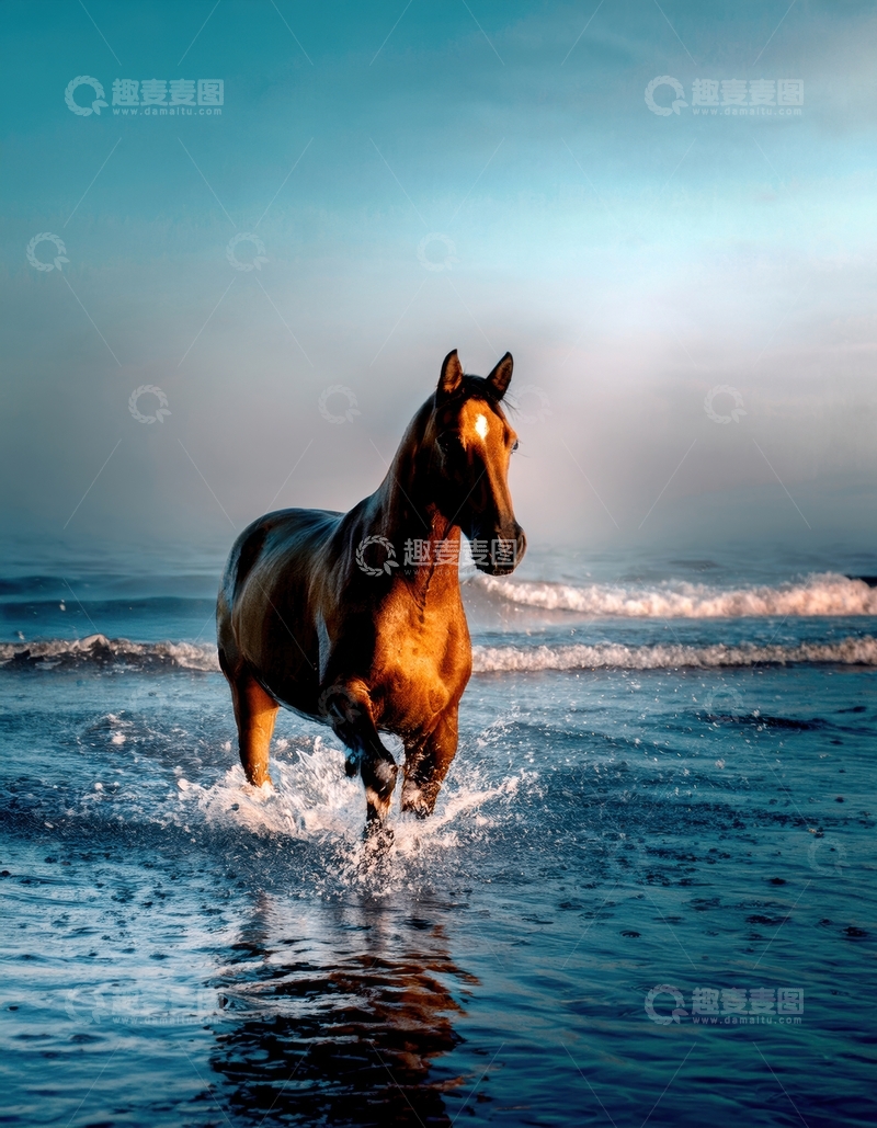 高清大图下载【趣麦麦图】海面上踏浪奔跑的马
