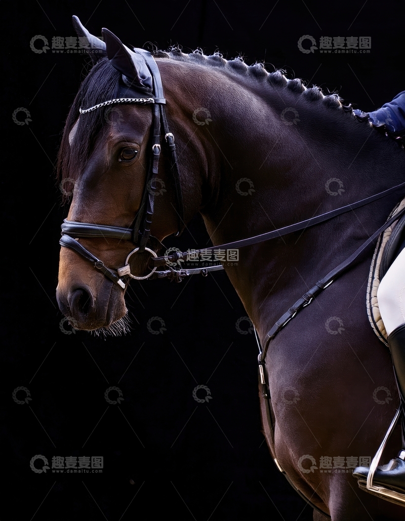 高清大图下载【趣麦麦图】暗背景下精致装扮的骏马