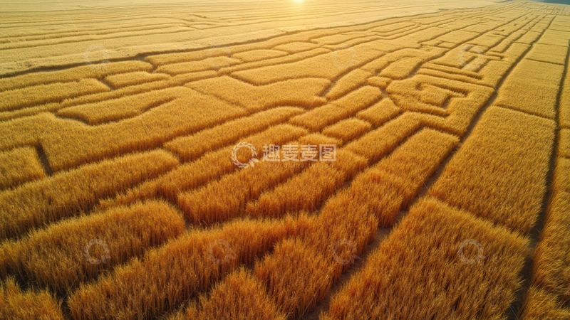 高清大图下载【趣麦麦图】夕阳下麦田的几何图案