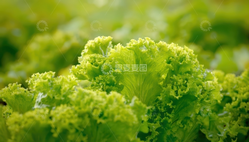 高清大图下载【趣麦麦图】生菜特写展现鲜嫩叶片