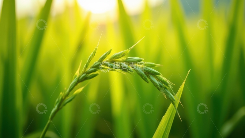 高清大图下载【趣麦麦图】晨光中翠绿的麦穗特写