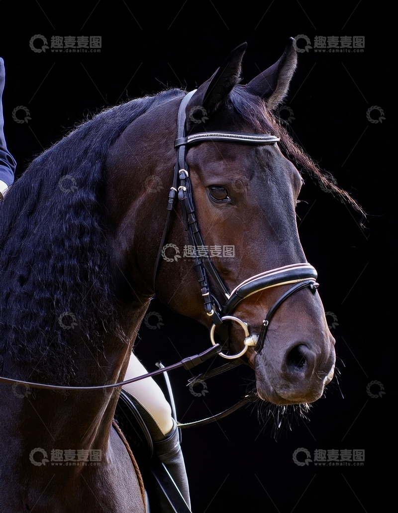高清大图下载【趣麦麦图】暗调中优雅装扮的棕色骏马