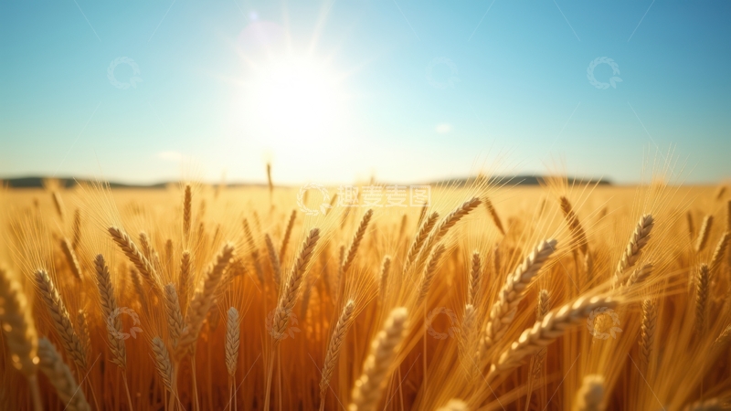 高清大图下载【趣麦麦图】蓝天暖阳下的麦田景致