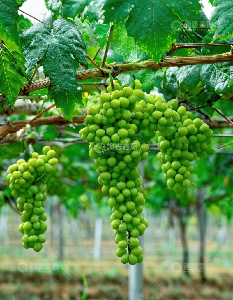 高清大图下载【趣麦麦图】藤上的绿葡萄串