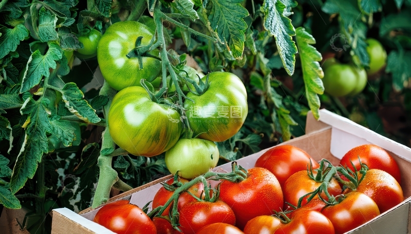 高清大图下载【趣麦麦图】番茄植株与装箱番茄1