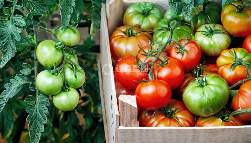 高清大图下载【趣麦麦图】绿红番茄对比景象