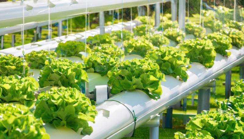 水培生菜种植场景