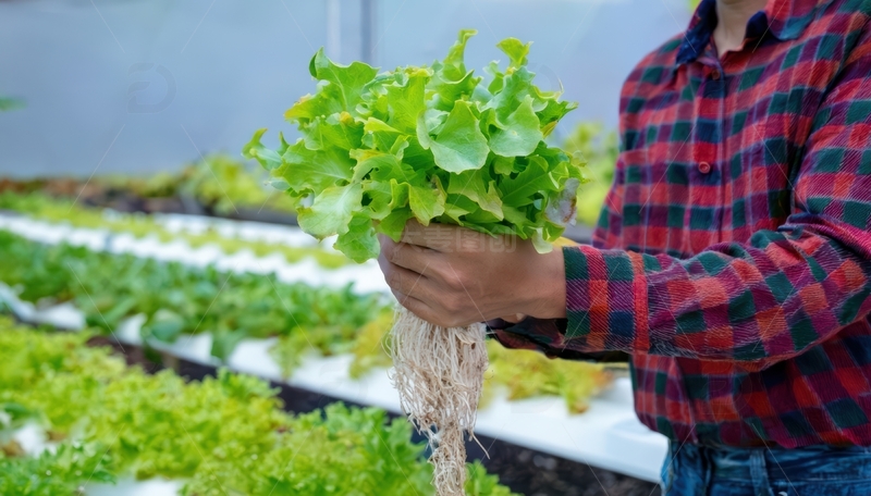人展示水培生菜1