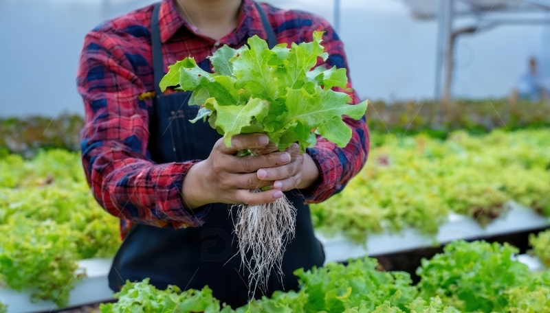 人手持水培生菜1